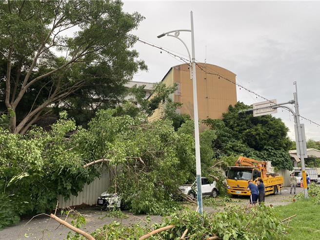 嘉義市舊菸葉廠園區內1棵菩提樹，1日下午突然倒伏，巨大樹身、枝幹壓到圍區外，停在友忠路停車格內2輛自小客車。（嘉義市政府提供∕呂妍庭嘉義傳真）