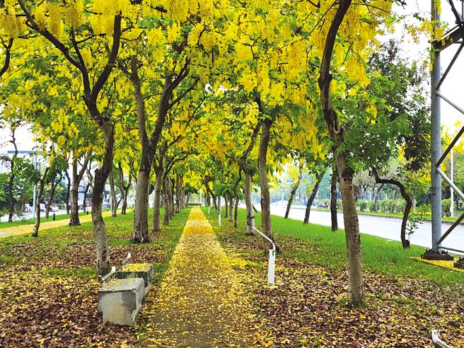 嘉义福容voco酒店位在世贤一路，当地着名的阿勃勒大道就在酒店前方。图／姚舜