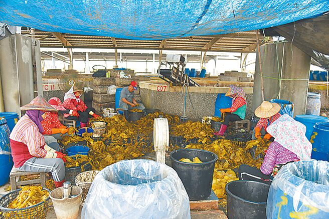 大埤乡的酸菜生产量占全台8成，腌渍酸菜废水困扰地方多年。（云林县府提供／周丽兰云林传真）