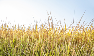 周三芒種到！ 4生肖小心健康 這10天別愛愛 