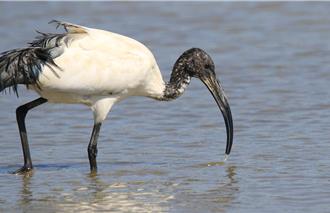 外來種「埃及聖䴉」將清零  剩不到百隻