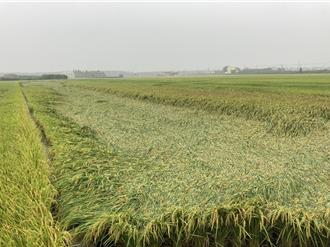 彰化間歇性大雨 即將收割稻作傳「倒伏」