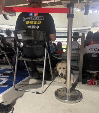 中職》味全龍支持導盲犬培育 訓練犬進大巨蛋不受應援聲干擾