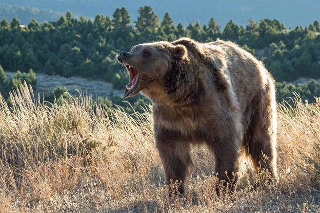 灰熊們進入羊圈後展開瘋狂襲擊，導致22隻羊慘死。(圖:shutterstock/達志)