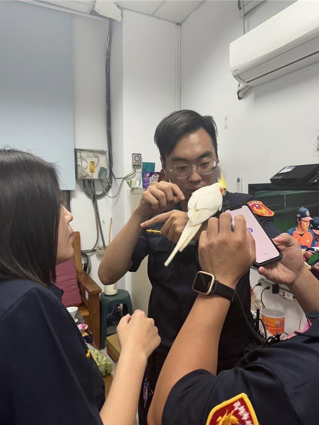 玄凤鹦鹉「美美」拥有黄头与橘红色腮红，加上庞克头般的冠羽，让警察也直呼可爱。（警方提供／任义宇高雄传真）