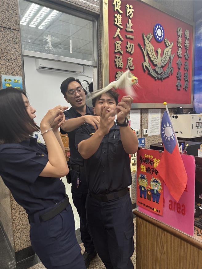 玄凤鹦鹉「美美」可能因紧张在派出所内飞窜，警方耗费一番工夫才成功查看脚环上的电话号码。（警方提供／任义宇高雄传真）