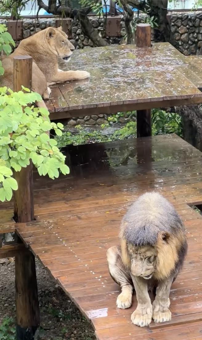 寿山动物园揭露1支影片是非洲狮「小辛」在雨中淋雨，吸引破2万人观看。（园方提供）