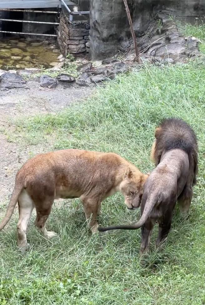园方也揭露真相，笑说其实小辛跟小乖并没有吵架。（园方提供）