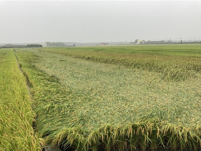彰化縣今天降下間歇性大雨，南彰化部分水稻田傳出有稻作倒伏情形；縣府呼籲農友，稻作倒伏後，如果已經可以收割，應儘速收割，避免穗上發芽，減少損失。（民眾提供／葉靜美彰化傳真）