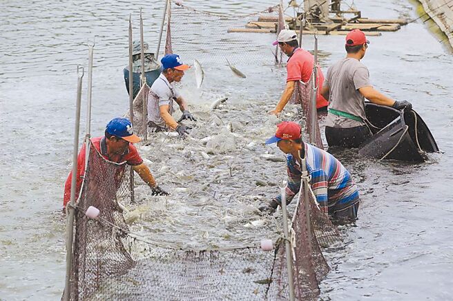台南虱目魚產地池邊價格疲軟。圖為漁民捕撈虱目魚。（台南市政府農業局提供／張毓翎台南傳真）