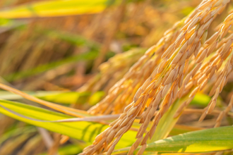 「芒種」禁忌曝 剪髮會破財 4類人到2地方易沖煞