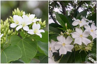 我不是桐花、叫我海檬果 南港公园正盛开