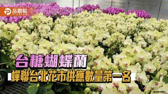 品觀點｜台糖蝴蝶蘭蟬聯台北花市供應數量第一名  深受市場喜愛