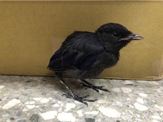 眼见幼鸟掉落路边别急着救 先观察、再动作