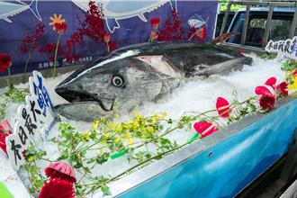 黑鮪魚價格傳低迷 漁業署：今年均價比過去幾年高