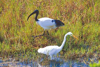 拚清零 外來種埃及聖䴉剩不到百隻