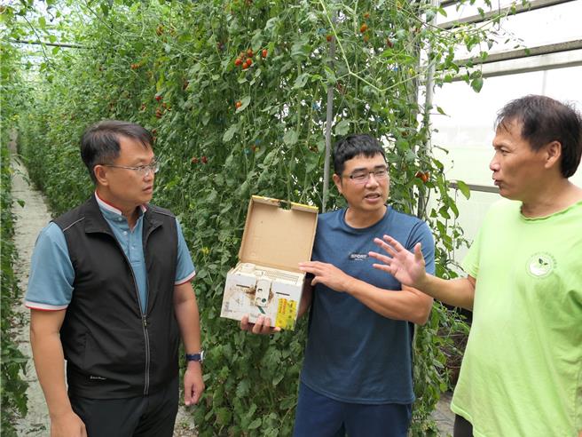 台塑企业与朝阳科大组建农业辅导团队，协助云林沿海农民发展智慧农业，3日在麦寮乡举办「小番茄熊蜂授粉技术」田间观摩会，熊蜂是小番茄授粉的好帮手，可减少人工成本、因应极端气候。（张朝欣摄）