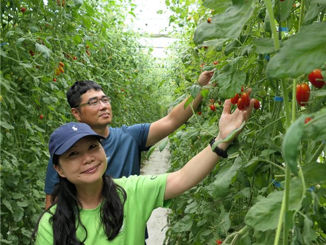 台塑企业与朝阳科大农业辅导团队，协助云林沿海农民发展智慧农业，3日在麦寮乡举办「小番茄熊蜂授粉技术」田间观摩会，辅导团队教授张简水纹（前）、农民许书宾（后）展示熊蜂授粉成果。（张朝欣摄）