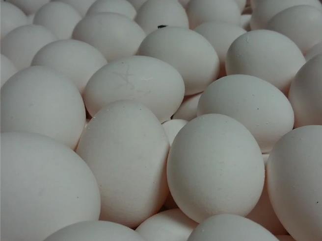 药署今天公布，有2件来自彰化的国产鸡蛋，被验出不符动物用药残留标准，彰化县政府农业处表示，有关2家分别验出药物残留案，已于113年4月10日至畜牧场进行饲料逆向追踪採样，经送验结果皆未检出。（叶静美摄）