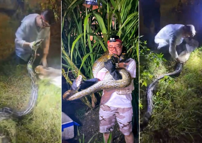 香港蛇王抓捕4公尺巨蟒。（翻攝畫面）