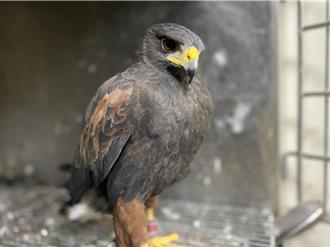 餐廳寵物老鷹啄傷愛犬眼球「飼主怒求償」    法官：非人無法索賠