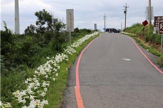 苗栗縣後龍鎮新打卡秘境 好望角化身百合天堂