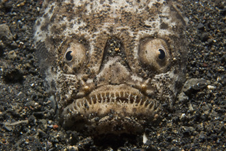 沙灘埋「恐怖鬼臉」 獵物靠近秒張血盆大口 百萬網嚇瘋