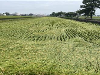 大雨轟炸成熟稻倒伏 雲林稻農搶割價格差