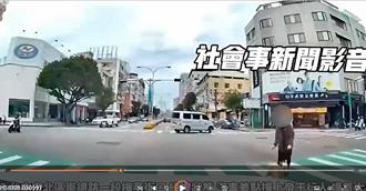 台中帝王行人！婦闖紅燈斑馬線溜狗    駕駛險撞上狂飆國罵