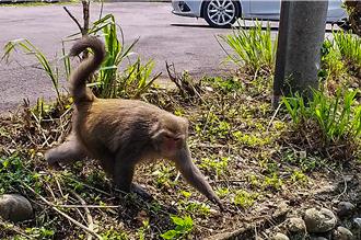 竹县新埔目击台湾猕猴出没 农业处吁「3不原则」避攻击