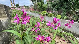 南市後壁「合鴨藝術園地」添亮點 新品種苞舌蘭盛開迎賓