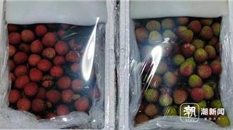 妃子笑不出來了？陸荔枝減產價格卻「腰斬」原因曝