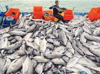 墾丁豐收9公噸「牛港鰺」潛客嘆可惜 漁民：合法捕撈