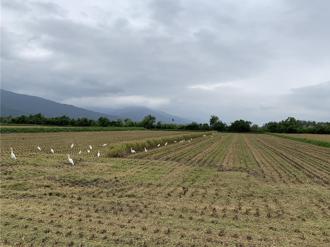 鼓勵有機農業  送土地租金六折