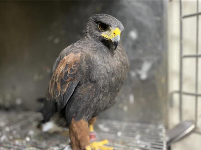 蘇姓婦人帶著愛犬到高雄前鎮區某燒烤店用餐，牽狗上洗手間時，老闆豢養的栗翅鷹突然飛向狗狗、啄傷狗狗左眼球，蘇婦怒告求償9萬7000元「精神撫慰金」。高雄地院認為，「精神撫慰金」僅限當事「人」的相關人才可請求，蘇婦未讓狗狗牽繩或裝籠需自負2成責任，餐廳老闆僅需賠償440元狗狗醫藥費，可上訴。（示意圖，本報資料照片）