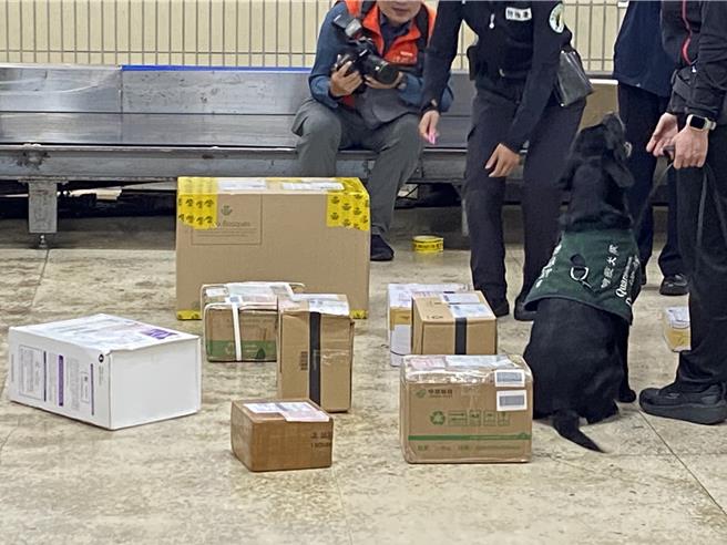 檢疫犬穿梭在包裹間，尋找違規肉製品。（陳祐誠攝）