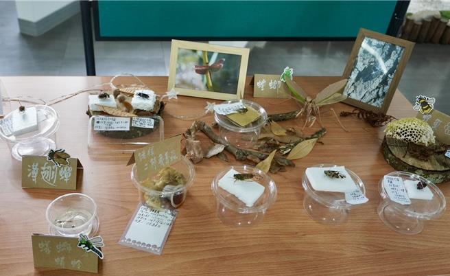 陳麒伍透過製作昆蟲標本，延續昆蟲的生命，不知不覺完成了許多作品。（暨大附中提供／楊靜茹南投傳真）