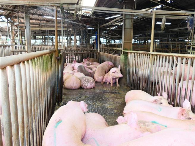 端午节将届，云林县肉品市场4日表示上个月中旬每公斤猪肉平均拍卖价逼近90元，这几天大家开始包粽子，需求量增加，价格微涨来到90元。（张朝欣摄）