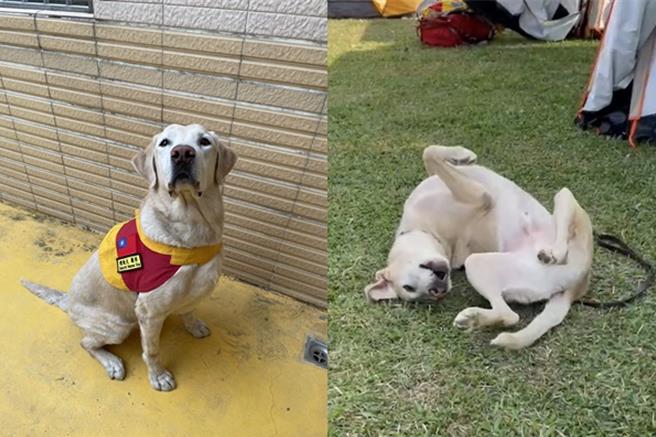 高雄市消防局搜救犬Roger（罗杰）目前退为二线，被指派担任「狗教官」，协助训练新进犬只。（翻摄照片／洪靖宜高雄传真）