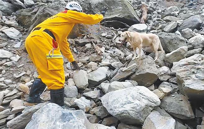 高雄搜救犬「罗杰（Roger）」6日跟着搜救人员前往砂卡噹步道，在崎岖的岩石中出任务。（本报资料照）