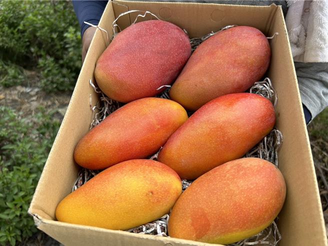 屏东县高树乡果农李俊宽，长年坚持无毒栽种芒果，近来他推出三合一芒果礼盒，有农民党一号、玉文、西施等品种，乡长梁正翰讚道，屏北芒果的口感不输屏南爱文。（谢佳潾摄）