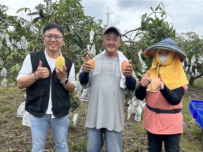 屏东县高树乡果农李俊宽，长年坚持无毒栽种芒果，近来他推出三合一芒果礼盒，有农民党一号、玉文、西施等品种，乡长梁正翰讚道，屏北芒果的口感不输屏南爱文。（谢佳潾摄）