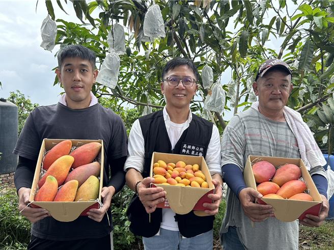 屏东县高树乡果农李俊宽，长年坚持无毒栽种芒果，近来他推出三合一芒果礼盒，有农民党一号、玉文、西施等品种，乡长梁正翰讚道，屏北芒果的口感不输屏南爱文。（谢佳潾摄）
