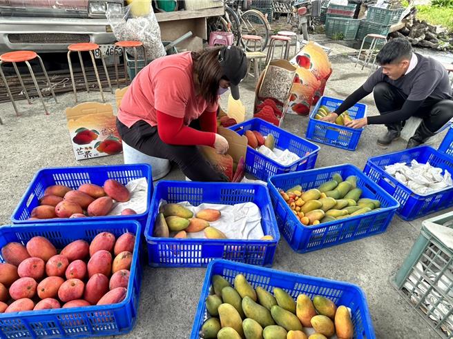 屏东县高树乡果农李俊宽，长年坚持无毒栽种芒果，近来他推出三合一芒果礼盒，有农民党一号、玉文、西施等品种，乡长梁正翰讚道，屏北芒果的口感不输屏南爱文。（谢佳潾摄）