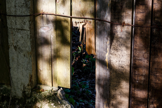 国外一名男子日前搬新家，突然听到一声巨响，前去查看发现竟是邻居家的乌龟撞破了木板围栏。（示意图：Shutterstock／达志）