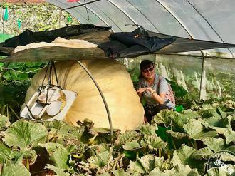 淡水南瓜季推系列活動 品嚐17家餐廳特色料理 邀大家來看大南瓜