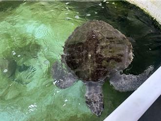 21公斤欖蠵龜遭漁船誤捕上岸 經160天治療6／7墾丁野放