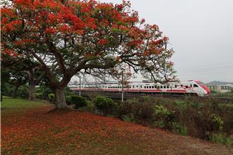 苗栗山海線鐵路鳳凰花、荷花爭艷 鐵道迷賞花季起跑