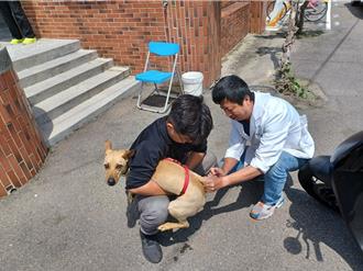 台中「揪团」享好康 凑10只猫狗可预约到府打狂犬疫苗