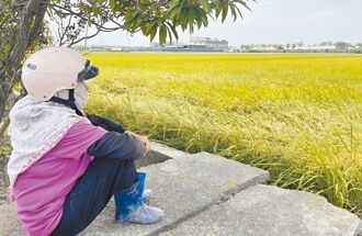 雲林一期稻收割遇雨 溼穀價超低